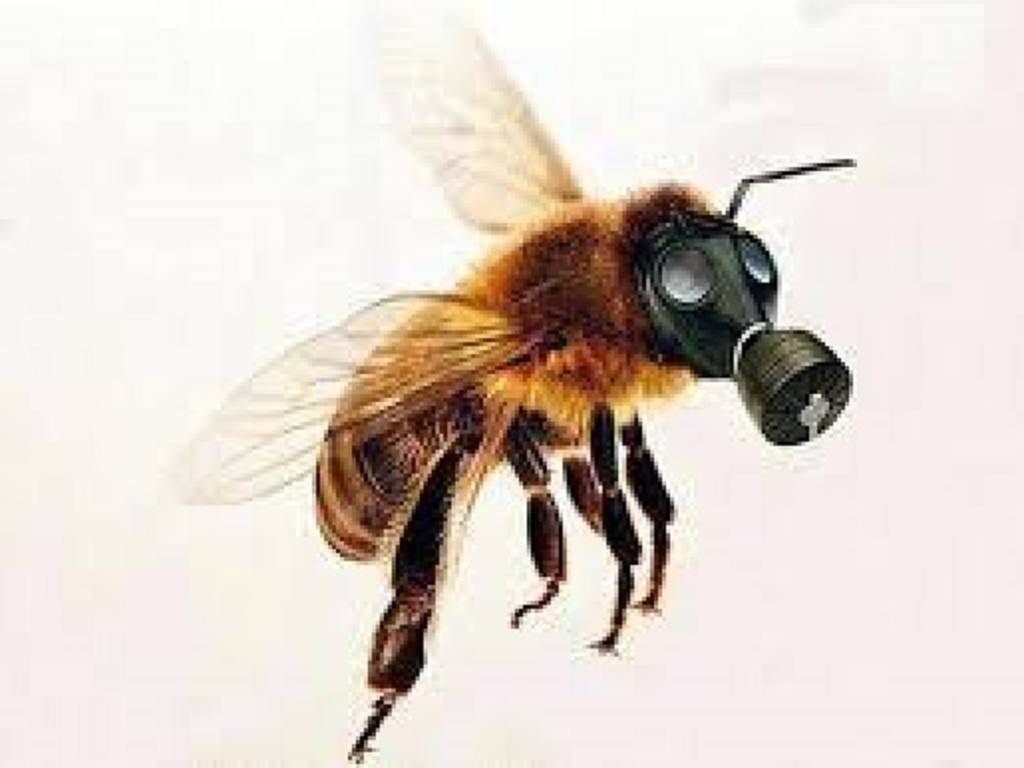Néonicotinoïdes : le risque pour les abeilles est confirmé